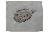 Dalmanites Trilobite Fossil - New York #357140-1